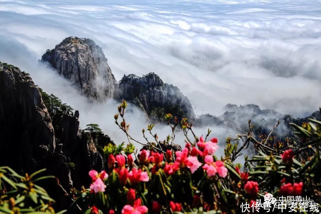 五一来安徽，赴一场山花浪漫之约|玩转皖美五一 | a8705