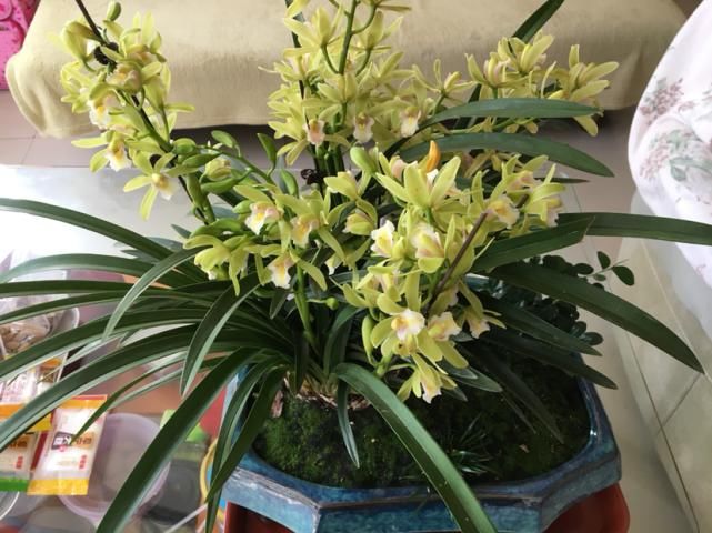 初春4种花 开花香味四溢 满屋子花香味 粉紫色