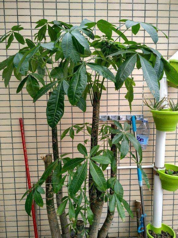 北方家里当宝的花,南方大马路上全都是,我酸了!