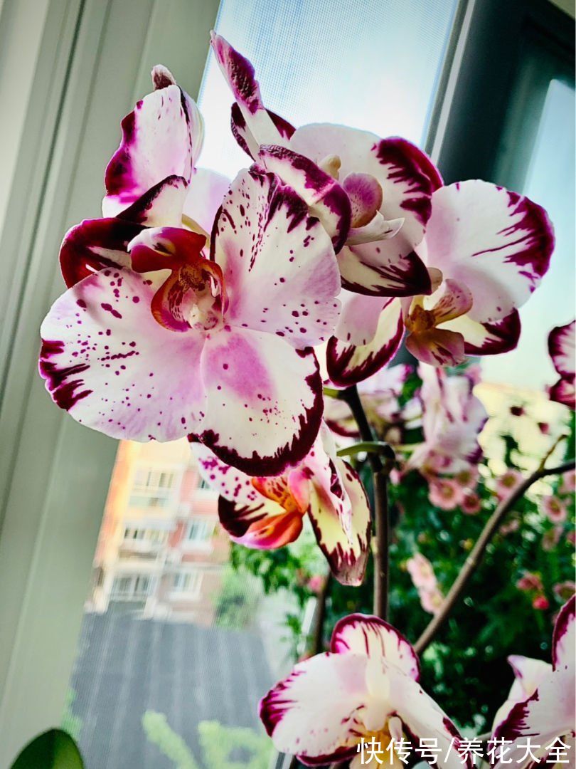 花卉|冬天养蝴蝶兰，要注意4“不能”，花朵能开3个月