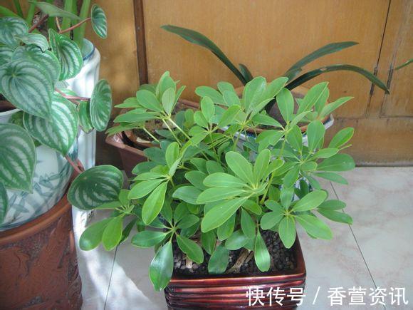 金钱树|客厅太“阴暗”,就养“3种树”,不仅能“镇宅”,还能吸甲醛