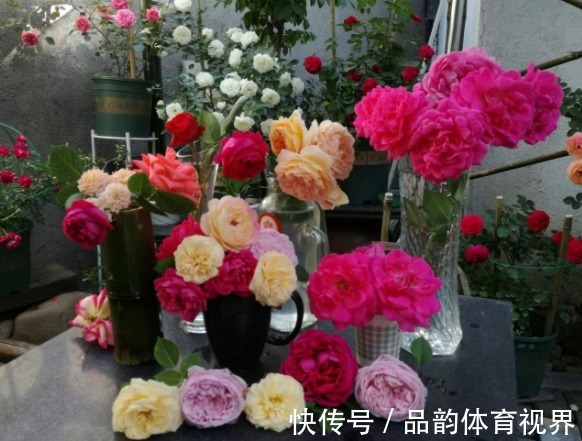 追肥|怕盆栽土硬邦邦，浇水追肥时就用它们，不仅变软了，而且肥力十足