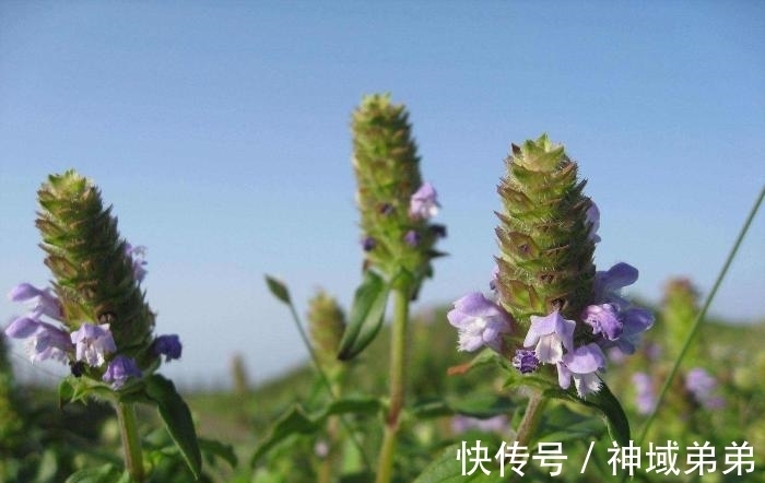 野草|这野草,学名“夏枯草”,是中药“珍宝”,野外遇见,请勿错过!