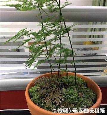 栽植|家里的文竹稀稀拉拉,真难看,用了这1东西,发疯的长,不黄叶