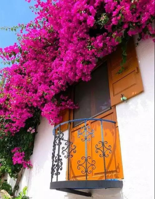 盆景|三角梅养成盆景又美又飒，爬成花墙热情浪漫，爆花成球秘诀在这