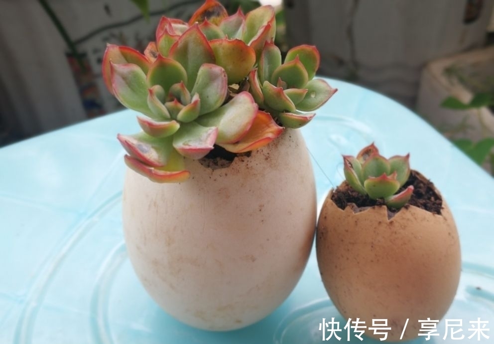 家里的垃圾别丢掉,拿来种多肉,省下一大笔钱