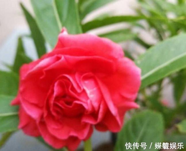 颜值超高|4种花颜值超高的,开花吉祥又喜庆,美不胜收