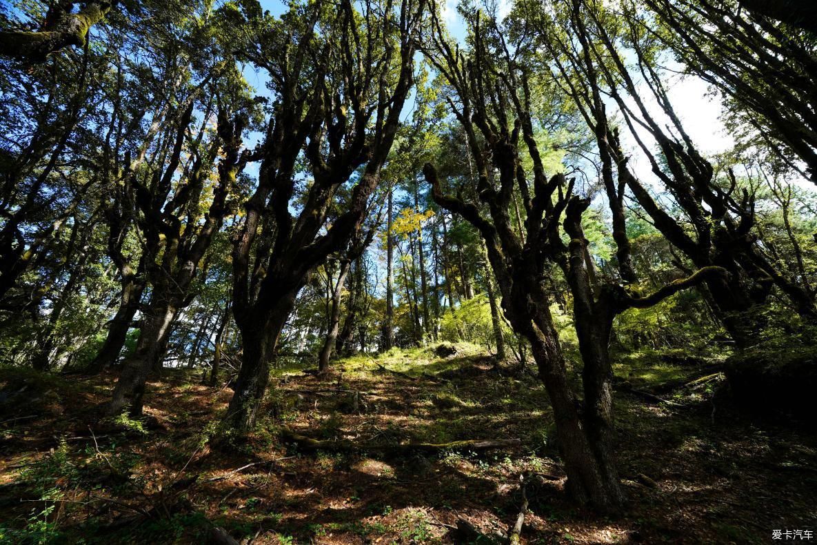 独自自驾游 欣赏最美的岗云杉林 体验环藏之旅的慢生活