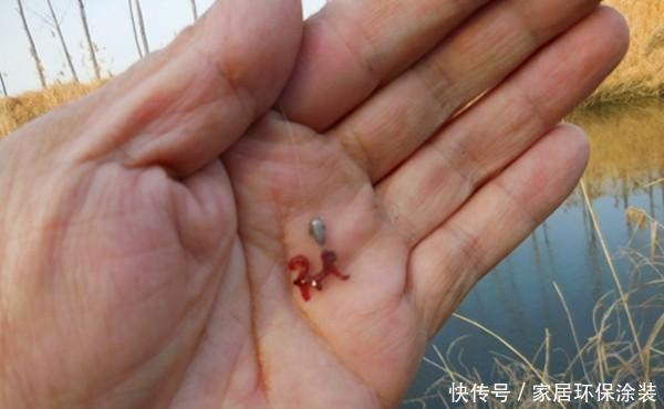 冬季钓鲫鱼,传统钓更有优势,试试这种钓法,让你大鲫鱼连竿上