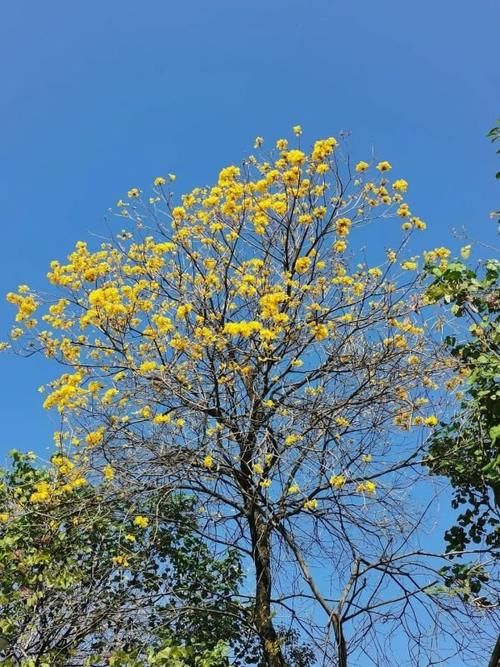 波斯菊、木棉花、黄花风铃木……黄埔这些地方，花开似海！