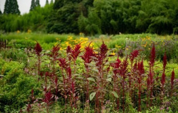 杂草|农村少见的“野草”,长着像朵花,可看可吃,作用很多遇到请珍惜