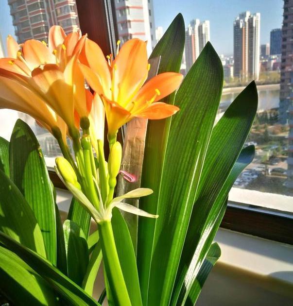 打理好君子兰关键在它们,盆栽做到位,叶片油绿有光泽、易爆盆