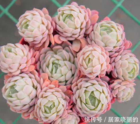 刚开始种多肉选8种，好养且自带“体香”，而且颜值非常高！