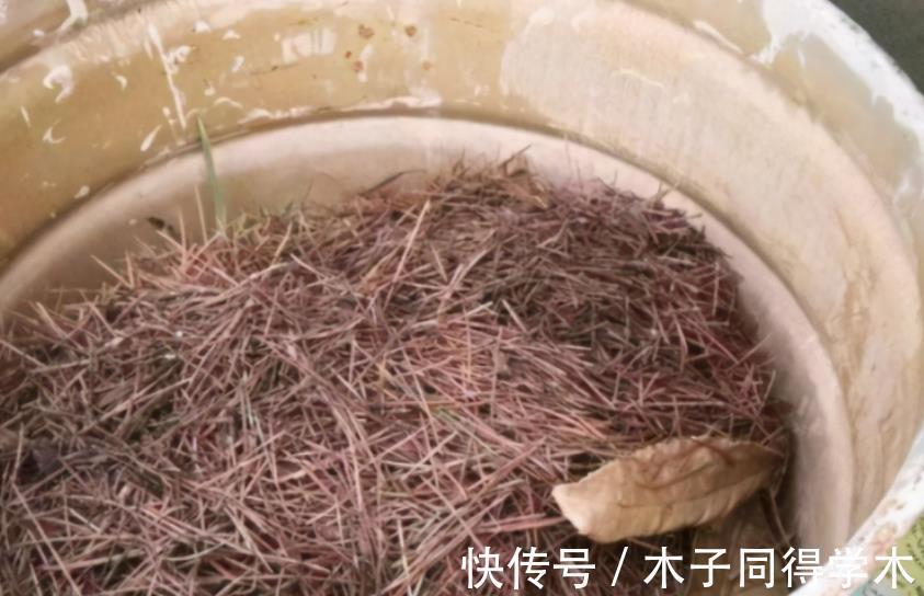 植物|路边随意挖来的松针土,该怎么处理拿来养花?