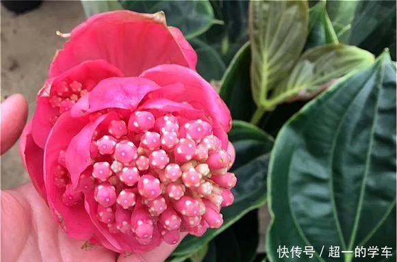 1种高级“盆栽花”,开花贼漂亮,养在室内当年宵花,惊艳四座!