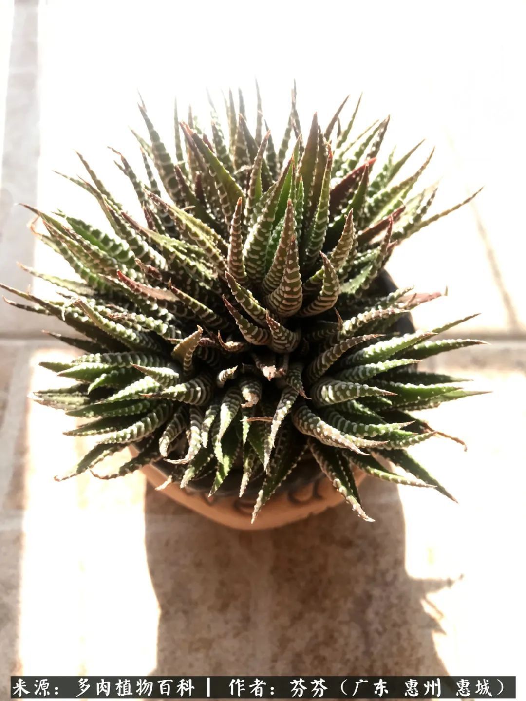 养花|一种爱好就是一种境界,养花养多肉可以培养一个人的心境!