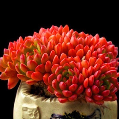 几种''萌神级''多肉,让你爱不释手,很适合养在家里