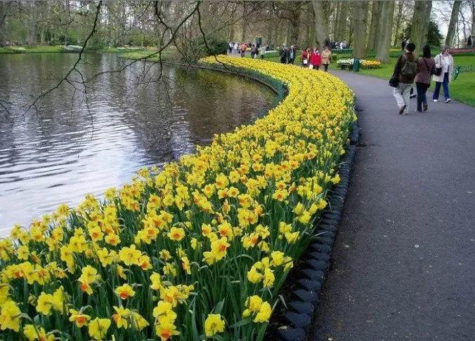 这花真能开,4个球开出28朵花,一颗就能开爆盆!