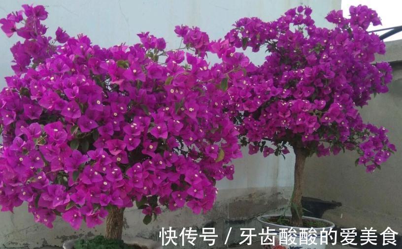 冬天盆栽这4样植物,“懒养”比“勤养”好,不信你试试