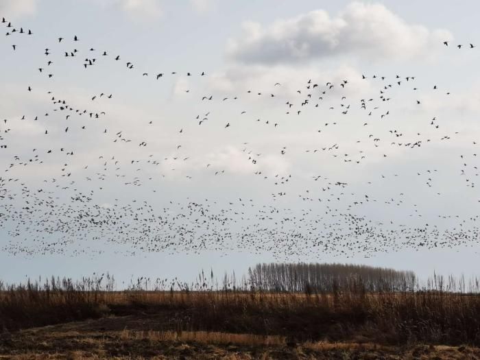 黑龙江省|黑龙江省兴凯湖国家级自然保护区秋季鸟类迁徙迎来高峰期