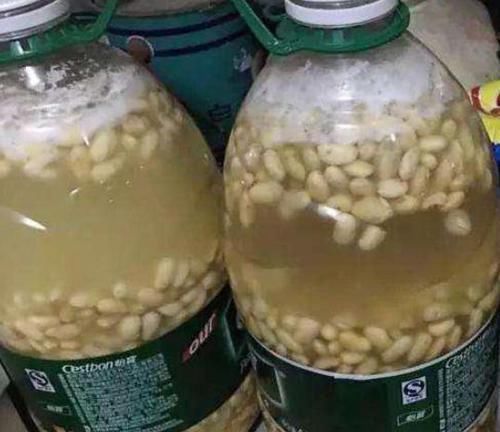 养虎皮兰,浇花用上2种'水',叶子绿,根须越长越旺盛