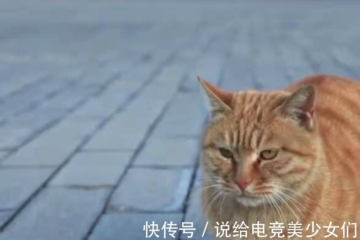 漆器|故宫200多只野猫无人驱赶？院长：它们血统高贵，有自己的粉丝团