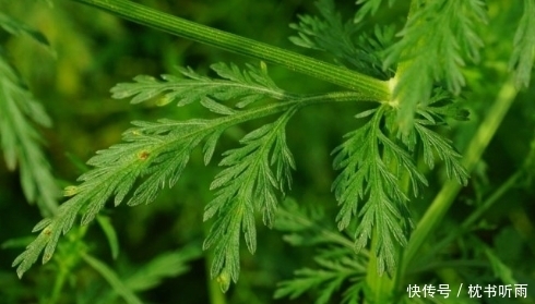 瘟疫|农村“臭”名远扬的这种野草，瘟疫肆虐时期居然是救命草！