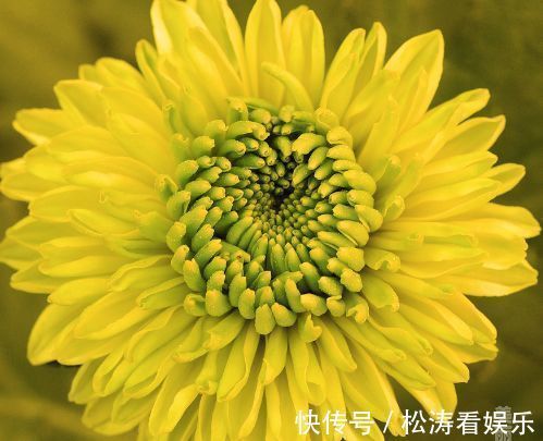 雨润葵黄|喜欢菊花，不如养株“珍稀名菊”雨润葵黄，似金黄葵花，鲜艳美丽