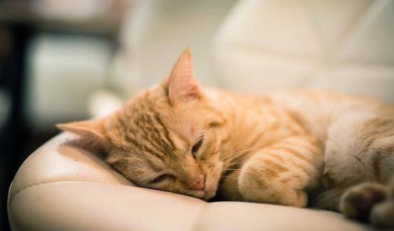 健康|2种睡姿一出现，当心是大病来临！4种睡姿健康排名表，快来看一看