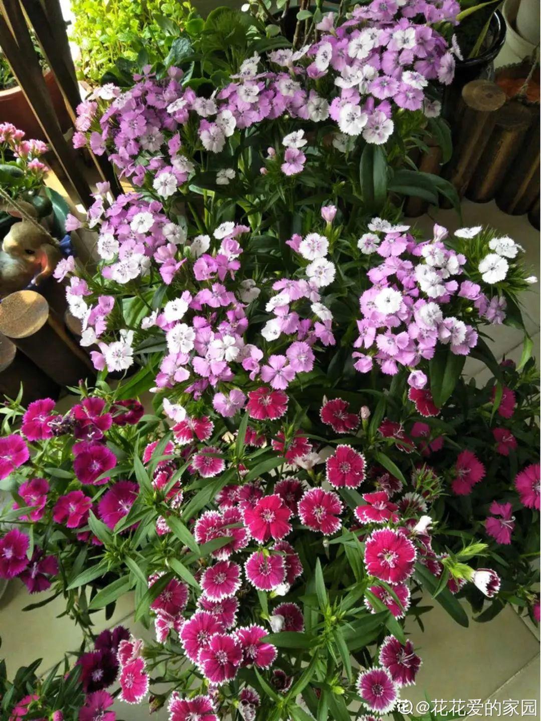 蓝目菊|蓝雪花妥妥的开花机器,花量大、花期长,让人不得不爱