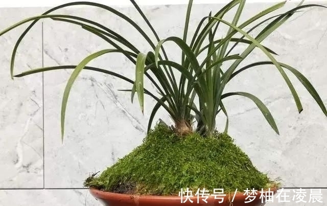 秋天兰花空根怎么办？这几种错误的处理方法，很难让空根再生根