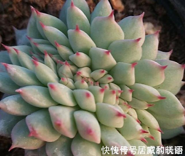 多肉植物,扒一扒多肉浇水浇多后的万丈深渊,肉友,悔不当初