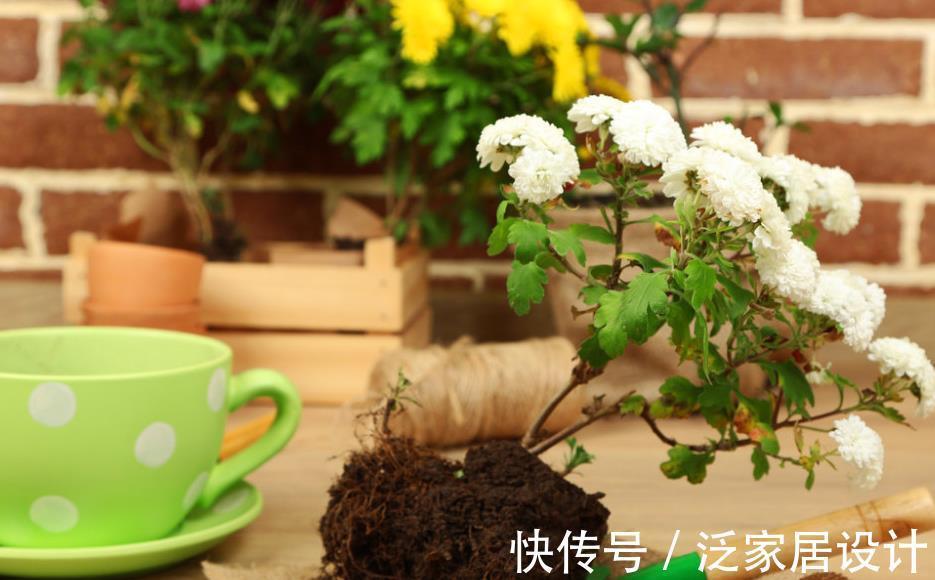 氮肥|这种自制高氮肥，用好了，比淘米水、啤酒水效果好得多