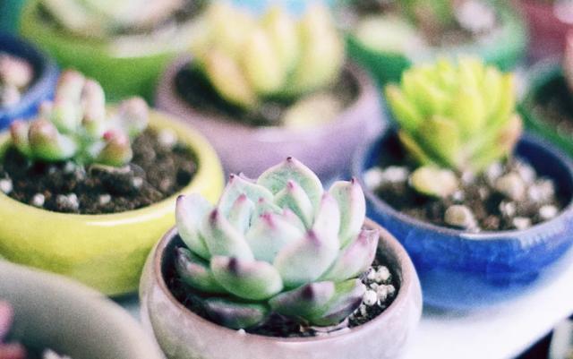 花友们|养多肉，花友们“别踩”这3误区，不然养一盆坏一盆