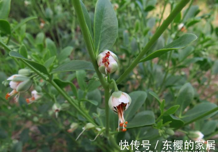 干旱|超可爱的驼蹄瓣,能结出五彩果实的冷门多肉