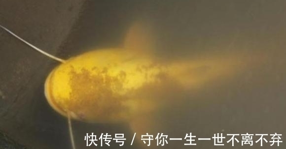 男子湖边钓鱼遇到罕见鱼类,浑身金黄犹如黄金,老人看了赶快放生
