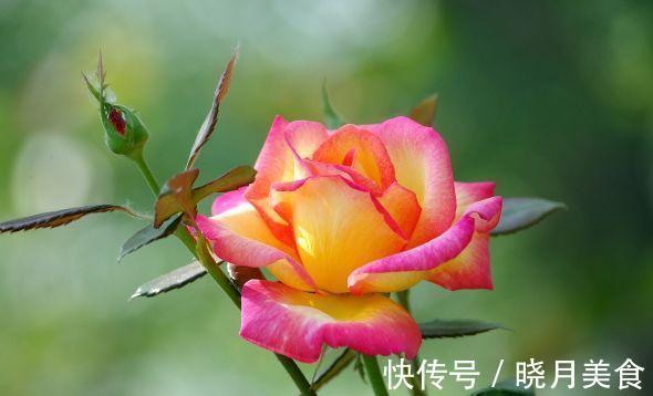 农历9月29日霜降后，养什么花？以下3种花，富贵吉祥幸福安康