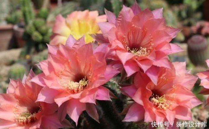 新手|最适合新手养的4种花,沾土就能活,一开就是300多天