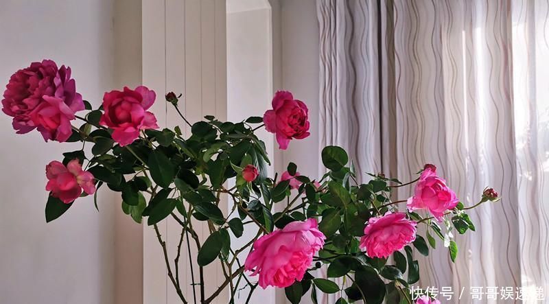 此盆栽花超级香，一花在室，满堂皆香，观赏价值高，四季有花开