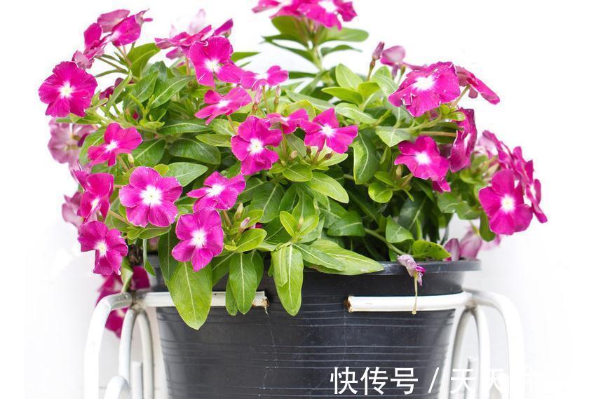 天天开花的长春花要如何养才能花繁叶茂,日日开花