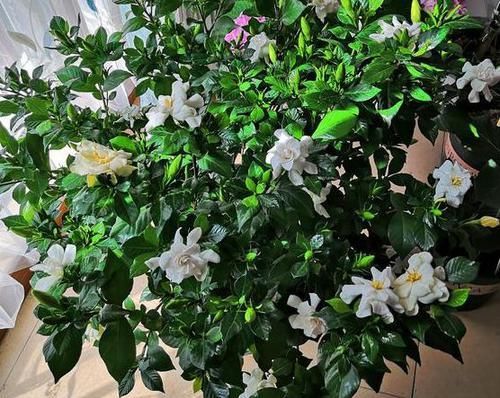 日常盆栽栀子花，满足3点要求，花朵可持久散发清香、制成花茶