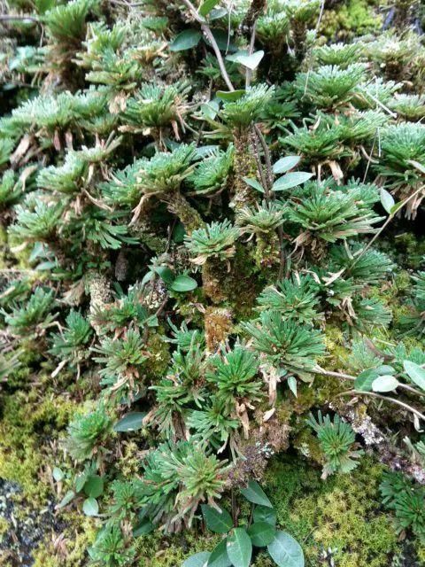 垂盆草|屋顶上的野草，人称“房神”，别再拔了，是福气！