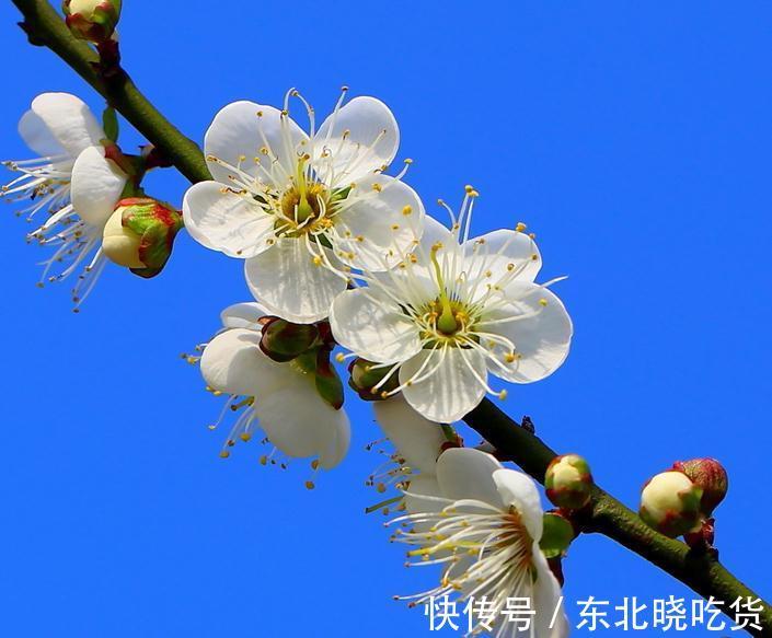 霜降节气很特殊，家中养些“福运花”，寓意时来运转大吉大利