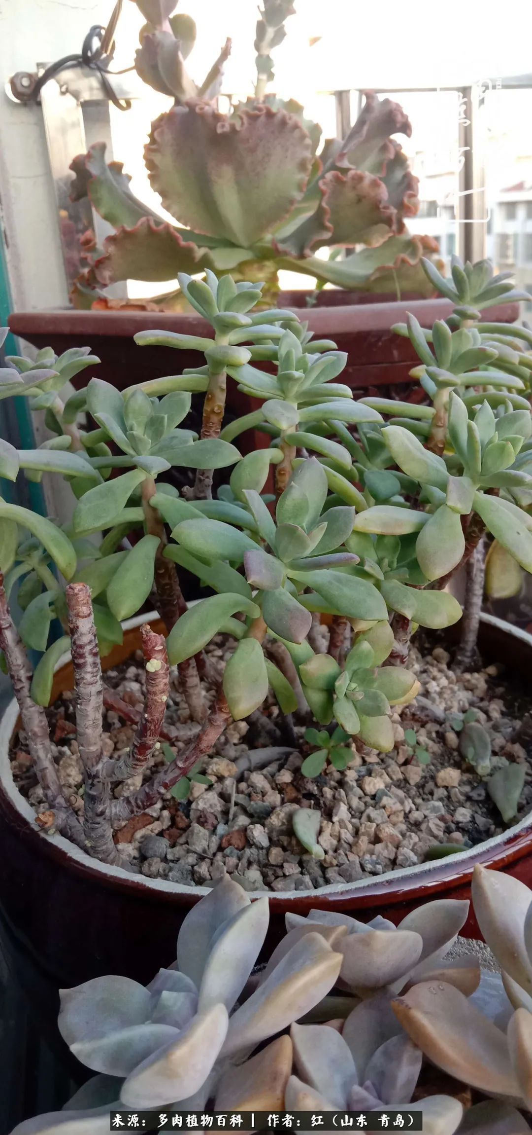 多肉度个夏，回到解放前！曾经有多美，现在就有多丑！