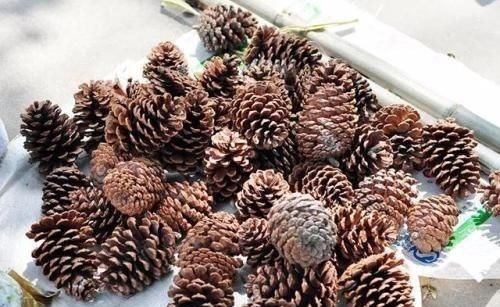 松塔松塔|盆里扔2样东西,虫子全死光,叶子油光瓦亮,花苞挂满枝头!