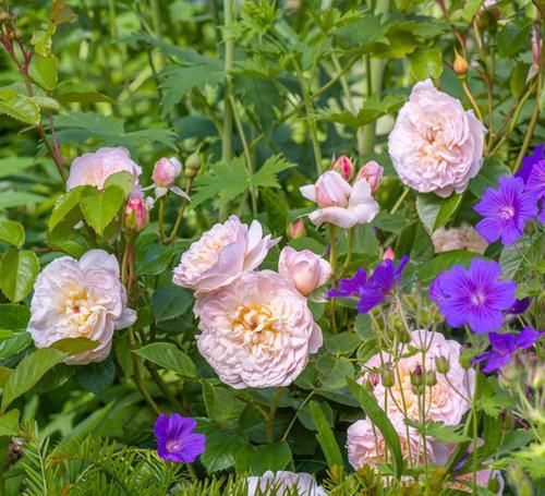  开花|最受好评的3种花，花色超仙，花香浓郁，一年开花多次