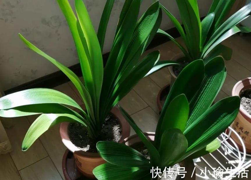 自来水|君子兰天热要休眠，状态越来越差？坚持2不要，安全度夏