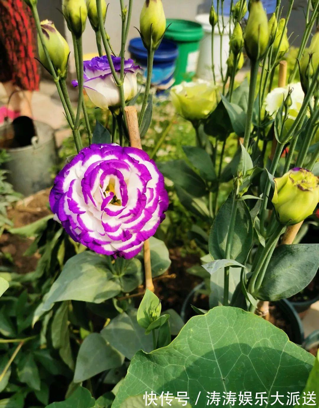 70岁老妈,一天也闲不住,院子里种满了花!