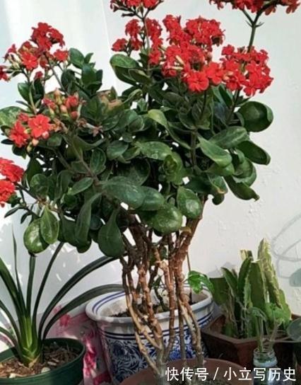 长寿花老桩张牙舞爪很难看怎么办,这样剪,株型好开花多