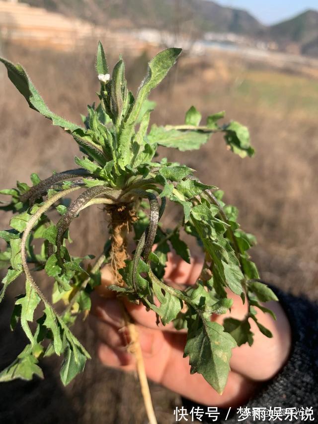 春风十里|挖错荠菜等于吃草,这些“假荠菜”你确定都认识吗